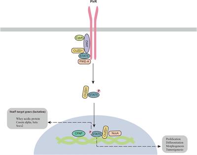 Regulation of the JAK2-STAT5 Pathway by Signaling Molecules in the Mammary Gland